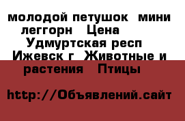 молодой петушок  мини леггорн › Цена ­ 500 - Удмуртская респ., Ижевск г. Животные и растения » Птицы   